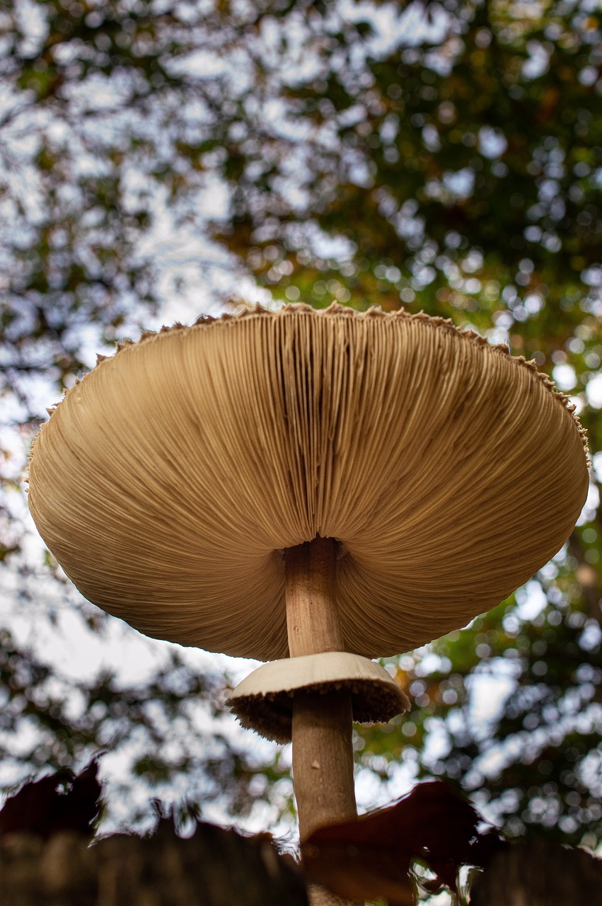 a mushroom sitting on top of a wooden fence, by Jan Rustem, renaissance, view from below, sombrero, canopy, closeup photo