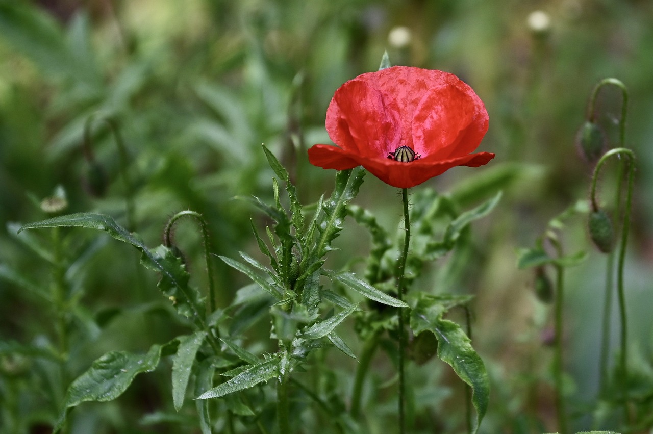 a red flower sitting on top of a lush green field, a portrait, by Svetlin Velinov, pixabay, renaissance, after rain, anemones, overcast weather, wwi