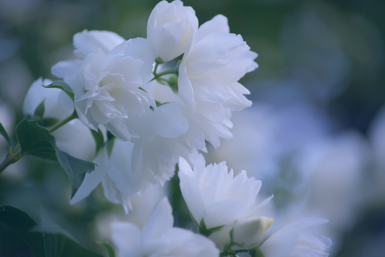 a close up of a bunch of white flowers, by Torii Kiyomoto, shutterstock, romanticism, in volumetric soft glowing mist, bougainvillea, peony flower, soft filmic tonemapping