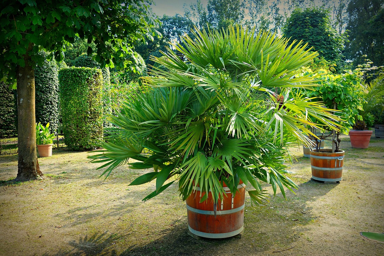 a palm tree in a barrel planter in a garden, by Robert Zünd, lush and green, life like plants, stunning quality, alien foliage plants