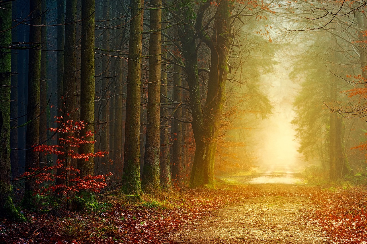 a dirt road in the middle of a forest, a picture, by Eugeniusz Zak, warm beautiful scene, outworldly colours, godly light, beautiful hd