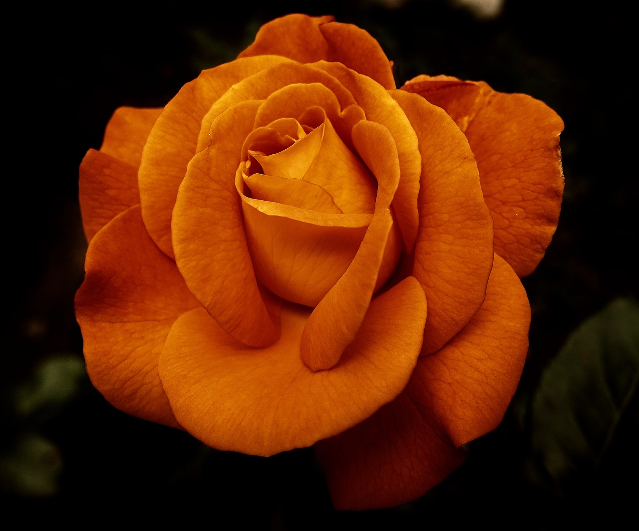a close up of an orange rose on a black background, detailed realistic colors, 35 mm product photo”