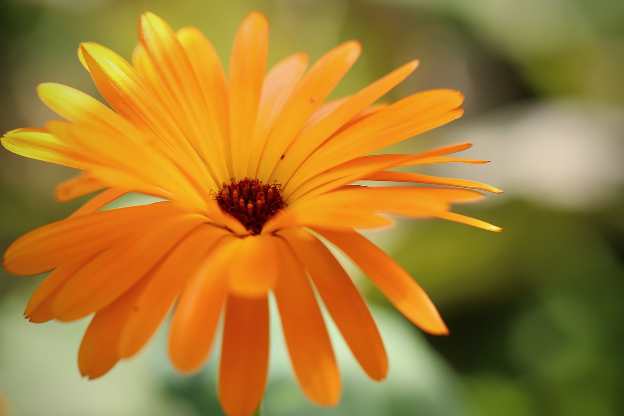 a close up of an orange flower with green leaves in the background, by Jan Rustem, marigold background, smooth and sharp focus, bloom and flowers in background, in the spotlight