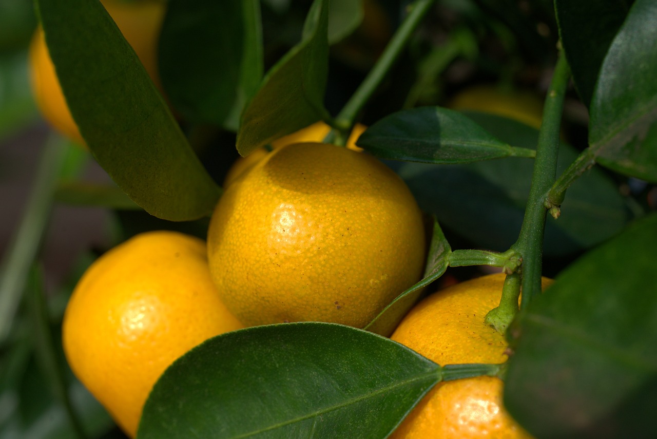 a close up of a bunch of lemons on a tree, a portrait, shutterstock, arabesque, high quality product image”, orange color, highly detailed product photo, 35 mm product photo”