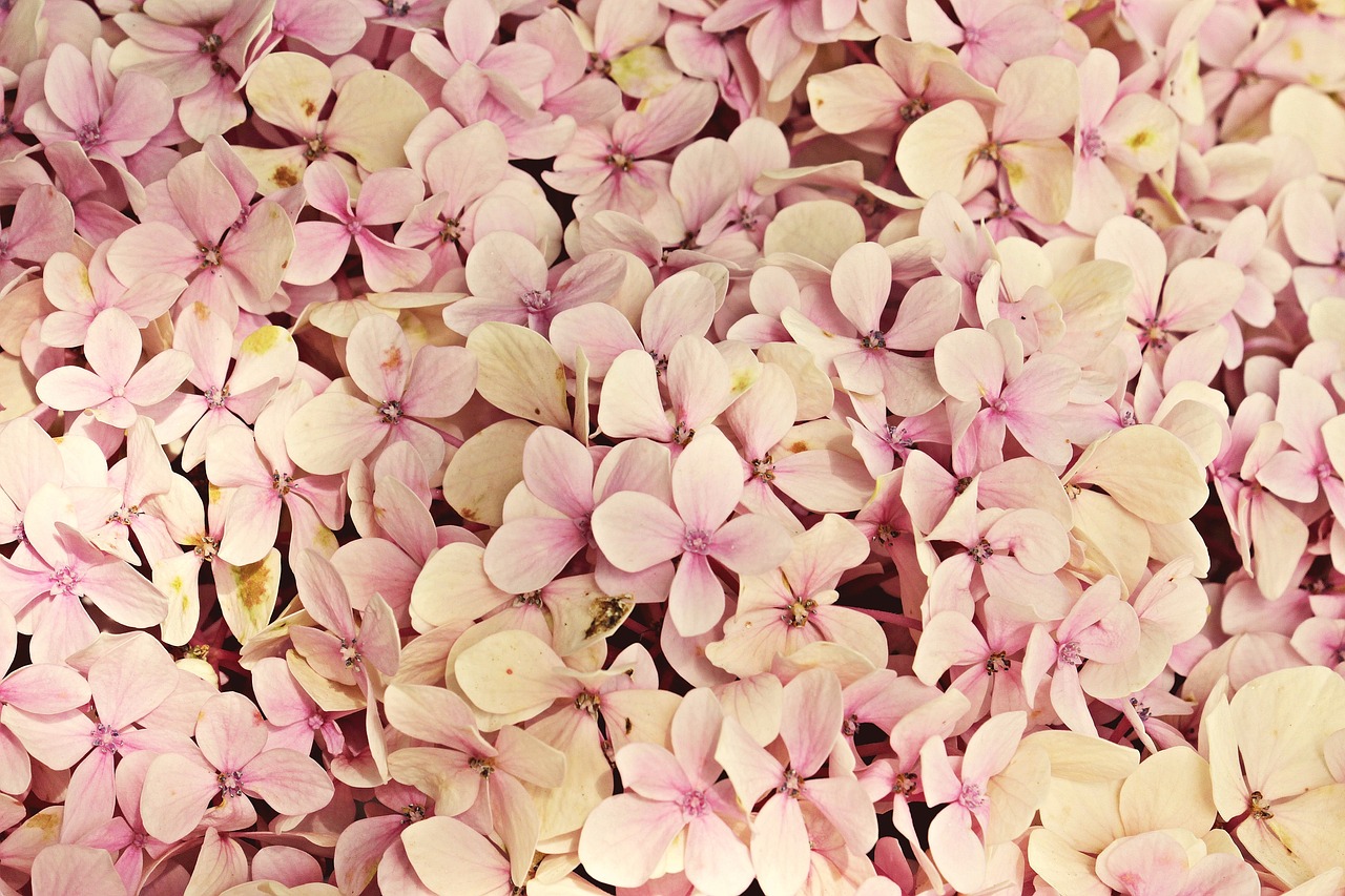 a close up of a bunch of pink flowers, renaissance, pastel flower petals flying, hydrangea, soft pale golden skin, botanical background