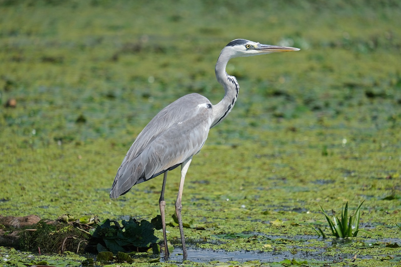 a large bird standing on top of a lush green field, a portrait, hurufiyya, heron, full - length photo, standing in a pond, high res photo