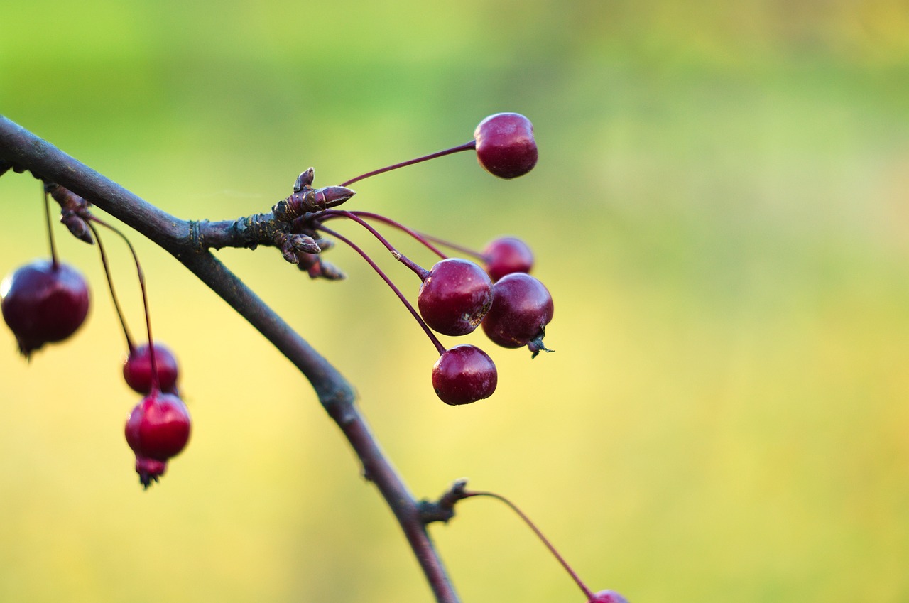 a close up of a bunch of berries on a tree, a macro photograph, by Jan Rustem, shutterstock, naturalism, autumn background, tiny sticks, stock photo
