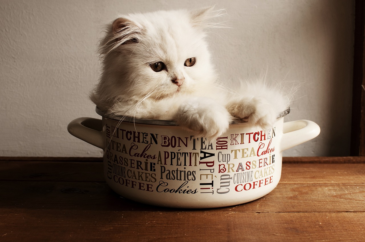 a white cat is sitting in a coffee cup, shutterstock contest winner, cute kitchen, vintage, sofya emelenko, stew