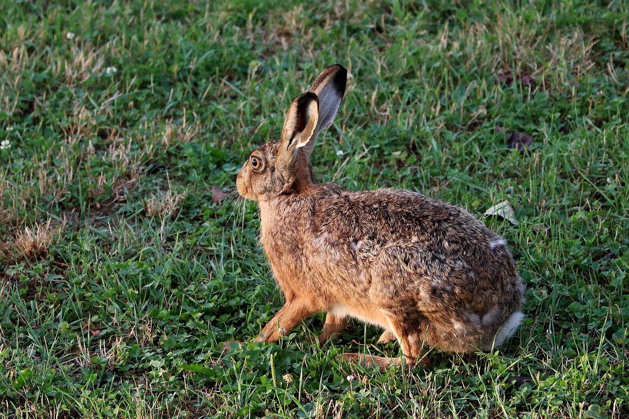 a brown rabbit sitting on top of a lush green field, renaissance, large horned tail, warm glow coming the ground, fur with mud, stride