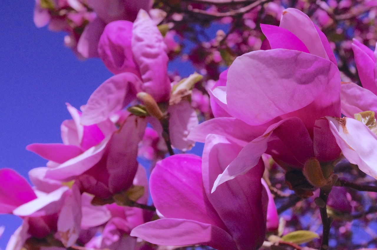 a close up of some pink flowers on a tree, a picture, by Jan Rustem, vivid ultraviolet colors, magnolia leaves and stems, rendered in 4 k, the sky is pink