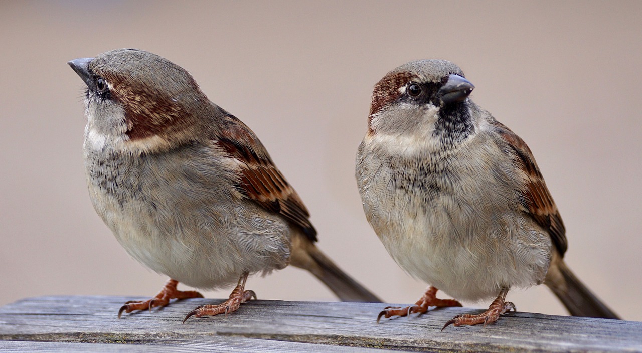 two small birds sitting on top of a wooden bench, a portrait, by Matija Jama, trending on pixabay, precisionism, hyperrealistic sparrows, walking towards the camera, avatar image, with a pointed chin