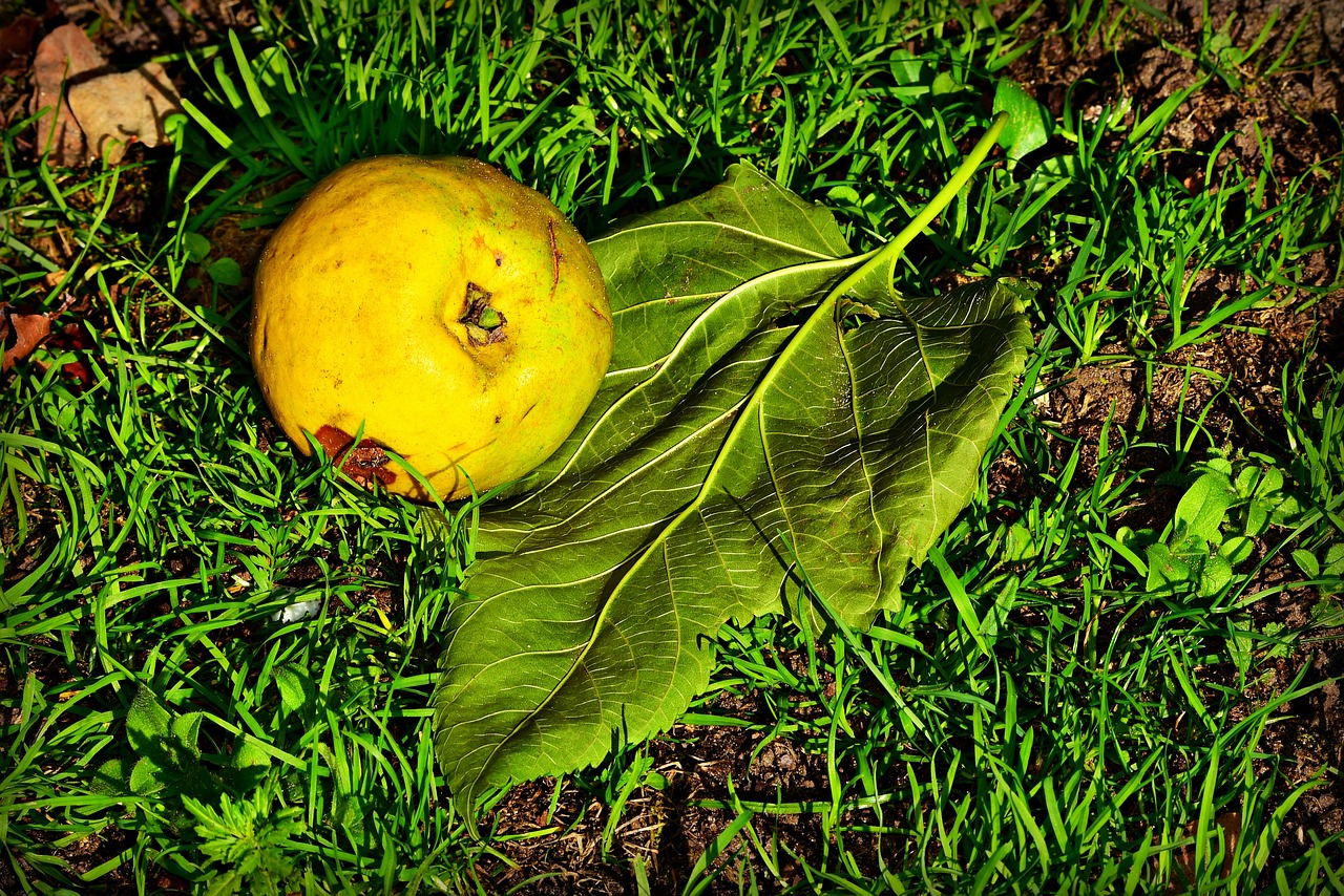 a yellow apple sitting on top of a lush green field, a still life, inspired by Giorgione, renaissance, fig leaves, hdr photo, ((oversaturated)), morbidly obese