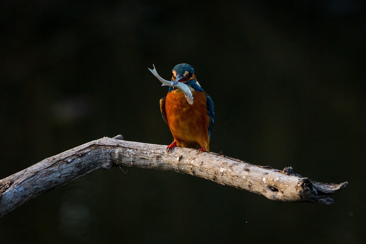 a bird perched on a branch with a fish in it's beak, by Dietmar Damerau, pexels contest winner, renaissance, orange and teal, 🦩🪐🐞👩🏻🦳, dinner is served, first light