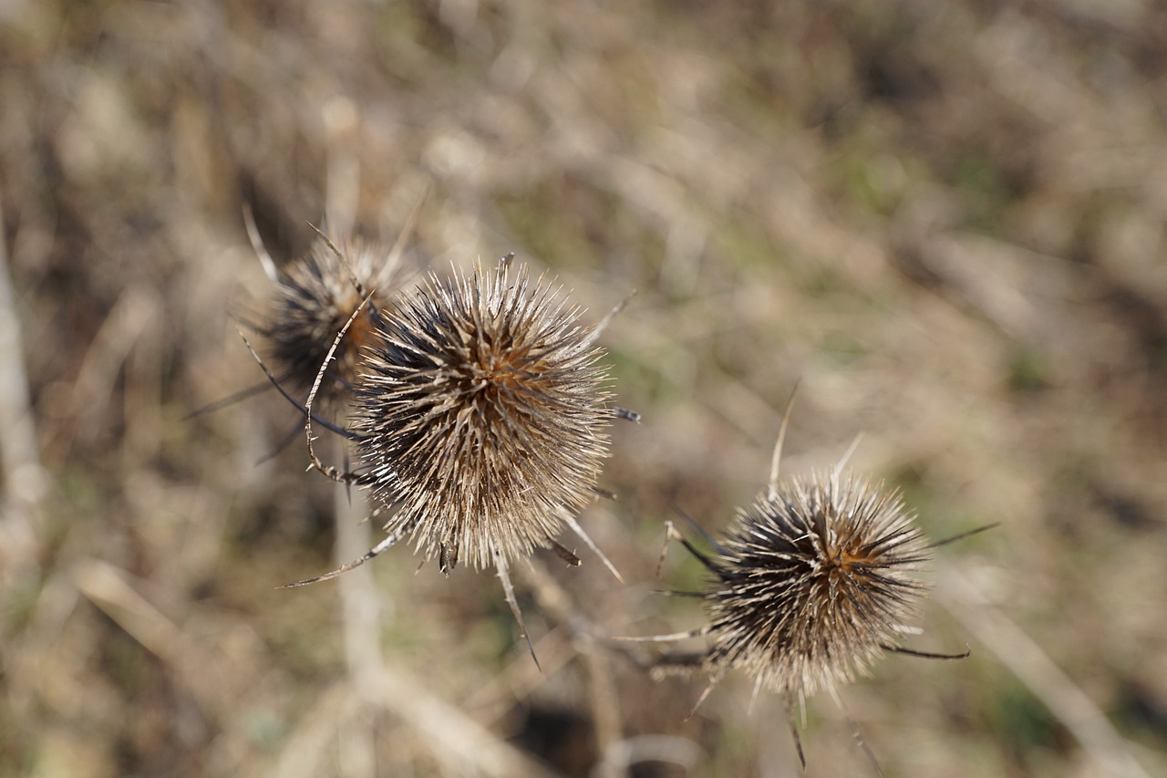 a couple of weeds sitting on top of a dry grass field, a macro photograph, cone heads, thorn everywhere, trio, very sharp photo