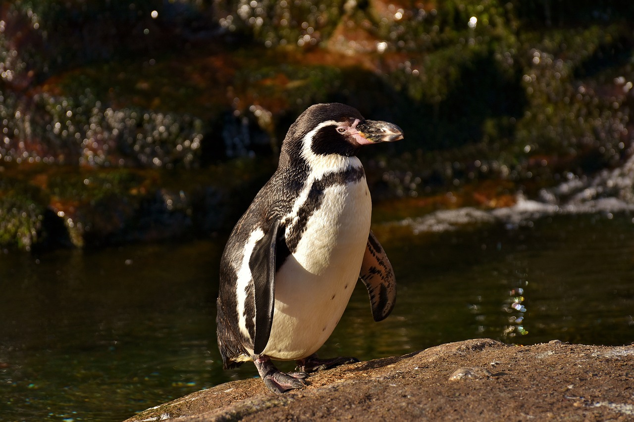 a penguin standing on top of a rock next to a body of water, a portrait, by Dietmar Damerau, shutterstock, picture taken in zoo, platypus, full length photo, portait photo