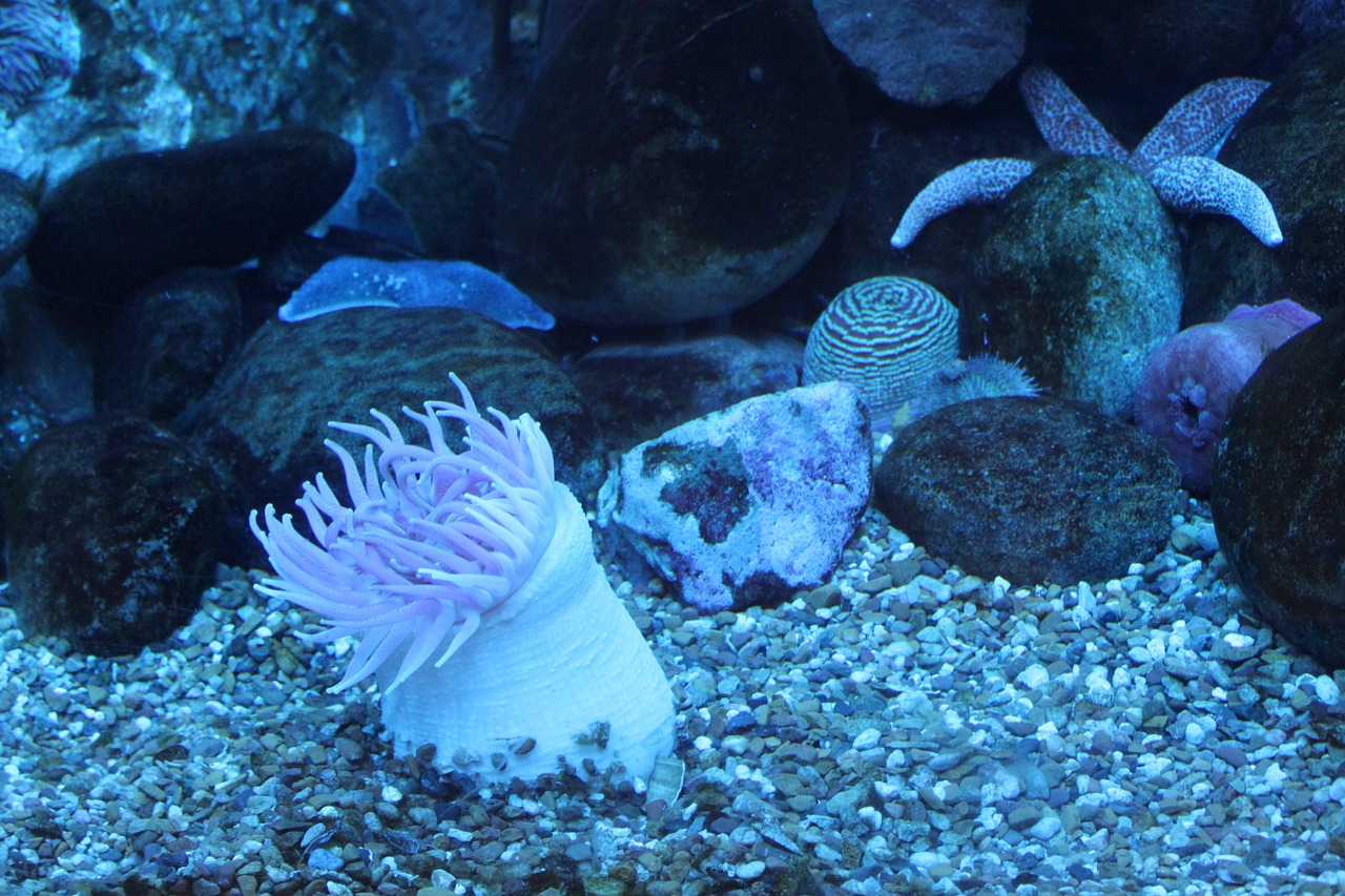 a fish tank filled with lots of different types of fish, flickr, romanticism, sea anemone, white and purple, wearing pink floral chiton, taken in zoo