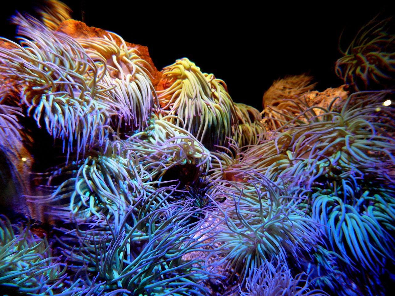 a close up of a bunch of sea anemons, a microscopic photo, inspired by Earnst Haeckel, flickr, synchromism, dark neon colored rainforest, sea anemone, profile shot, glow wave