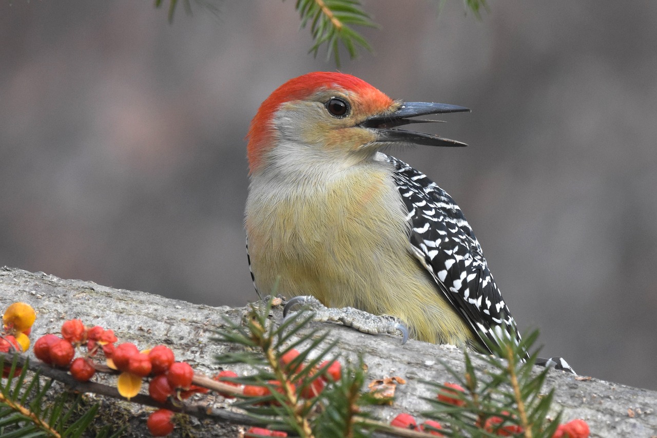 a red - bellied woodpecker perches on a branch of a tree, a photo, by Jim Nelson, photo of head, taken in the early 2020s, colourful, ready to eat