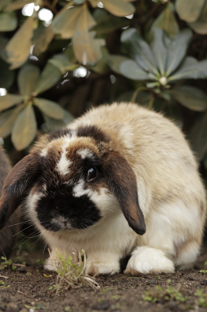 a brown and white rabbit sitting in the dirt, shutterstock, romanticism, lop eared, kodak photo, highly polished, けもの