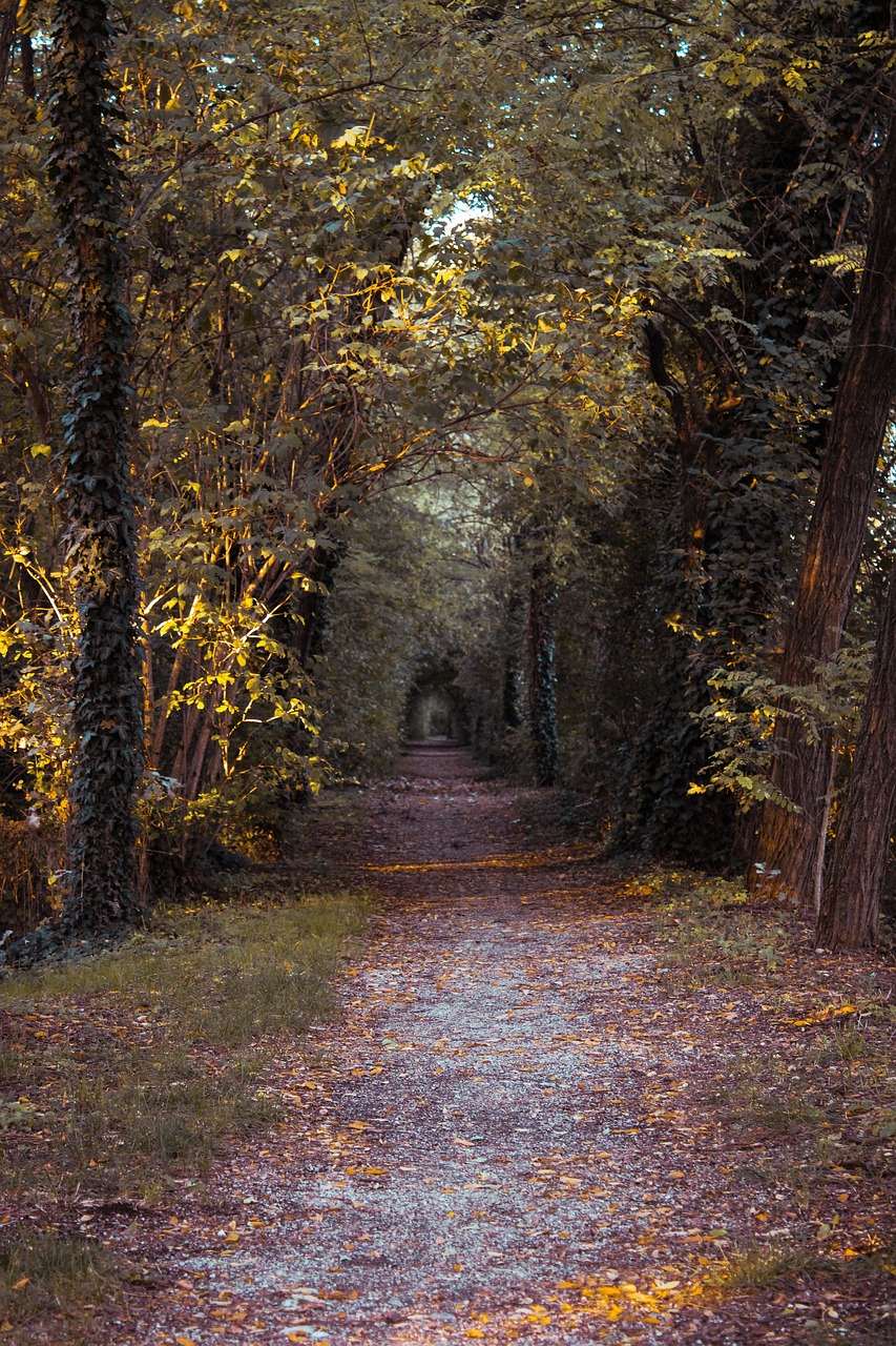 a red fire hydrant sitting in the middle of a forest, a portrait, by Wolfgang Zelmer, tonalism, tree-lined path at sunset, entrance to a dark tunnel, golden autumn, ivy