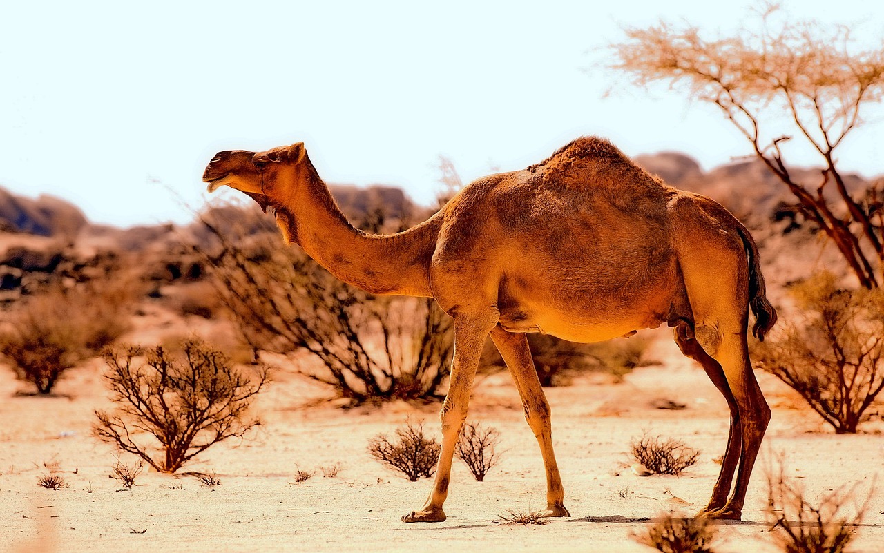 a camel standing in the middle of a desert, a picture, by Harold von Schmidt, trending on pixabay, arabesque, background image, hot and dry, animals mating, caught in 4 k