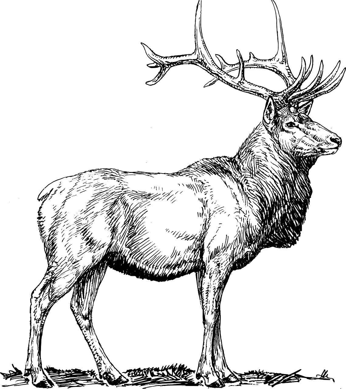 a black and white drawing of a deer, lineart, by Andrei Kolkoutine, digital art, mottled coloring, black backround. inkscape, elk, wide screenshot