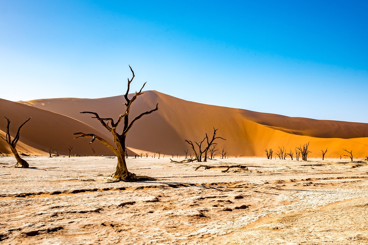 a group of dead trees sitting in the middle of a desert, a picture, by Erik Pevernagie, shutterstock, under the soft shadow of a tree, majestic dunes, complex and intricate, stock photo