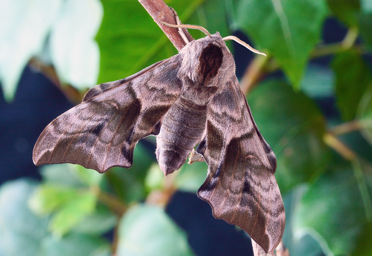 a close up of a moth on a tree branch, flickr, silk, in salvia divinorum, hatched pointed ears, very sharp photo