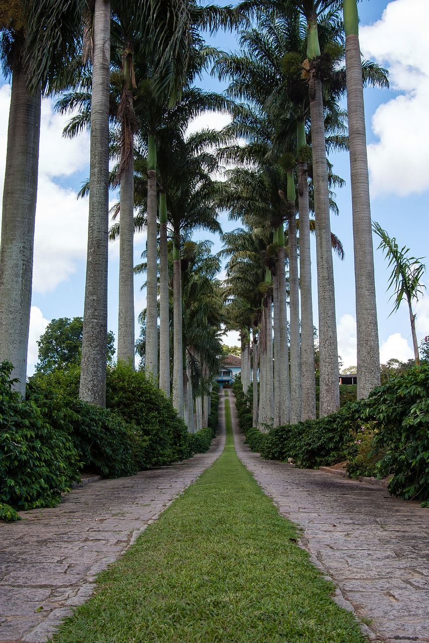 a pathway between two rows of palm trees, by Felipe Seade, flickr, hanging gardens, tamborine, tall terrace, driveway