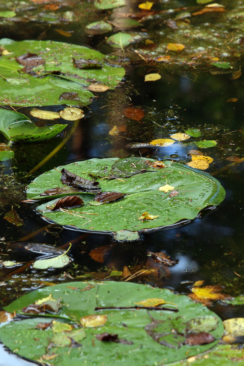 a frog sitting on top of a leaf covered pond, by Maksimilijan Vanka, hurufiyya, autumn tranquility, day after raining, lillies, seen from below