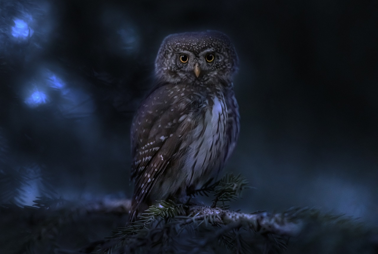 a small owl sitting on top of a tree branch, by Jaakko Mattila, pixabay contest winner, digital art, night realism, marc adamus, protrait, quiet forest night scene