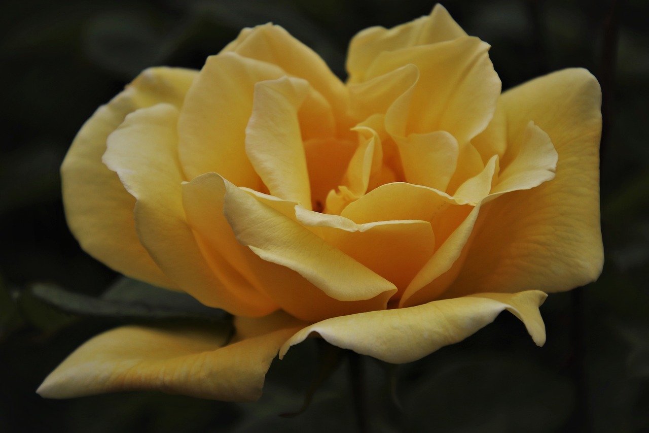 a close up of a yellow rose flower, by Hans Schwarz, pexels, romanticism, with a black dark background, pale orange colors, realistic depth, various posed