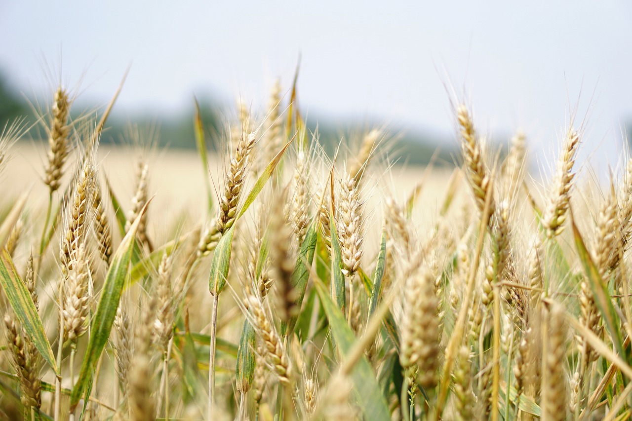 a field of wheat with a blue sky in the background, a picture, figuration libre, closeup photo, outdoor photo