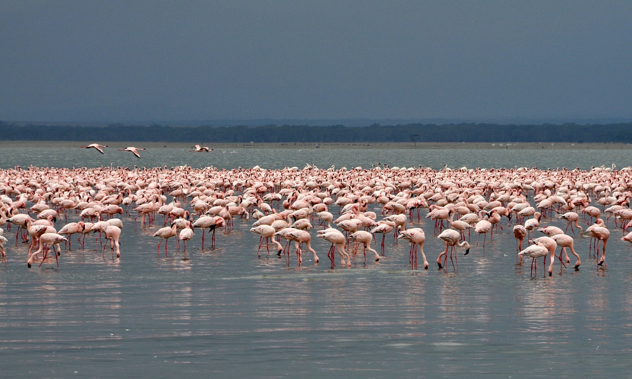 a large group of flamingos standing in the water, by Juergen von Huendeberg, flickr, hurufiyya, unmistakably kenyan, pink jellyfish everywhere, visible from afar!!, kodak photo
