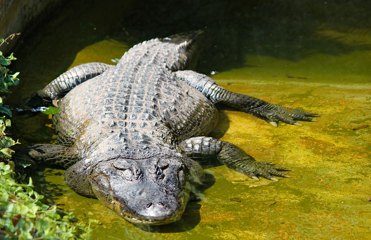 an alligator that is laying down in some water, a picture, shutterstock, museum quality photo, he is about 2 5 years old, hi-res photo, full frame shot
