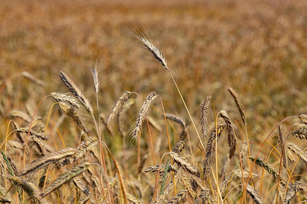 a field of wheat ready to be harvested, by David Simpson, pixabay, precisionism, telephoto shot, mixed art, high res photo, idaho