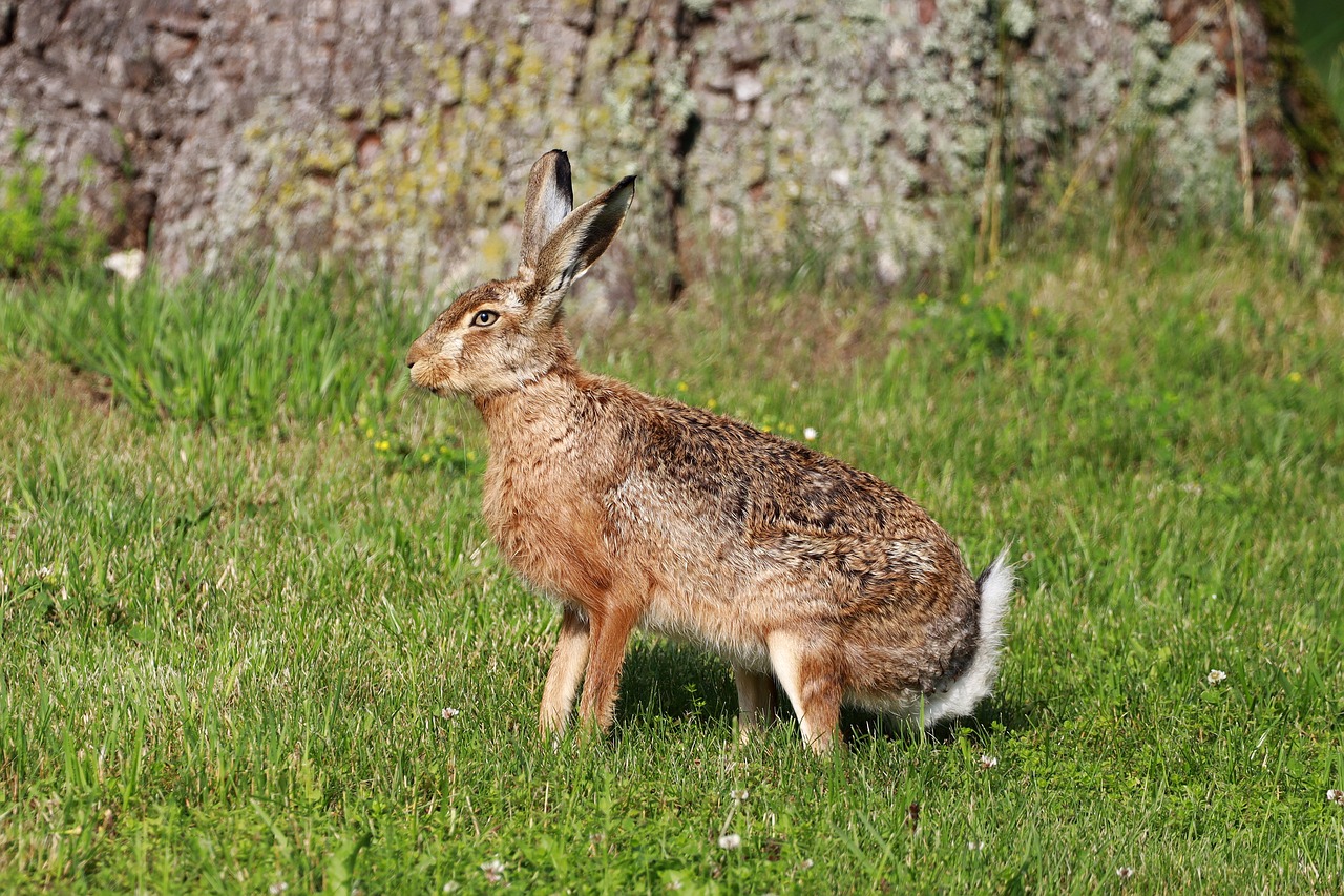 a large brown rabbit standing on top of a lush green field, a photo, very sharp photo, long coyote like ears, shag, very sharp details