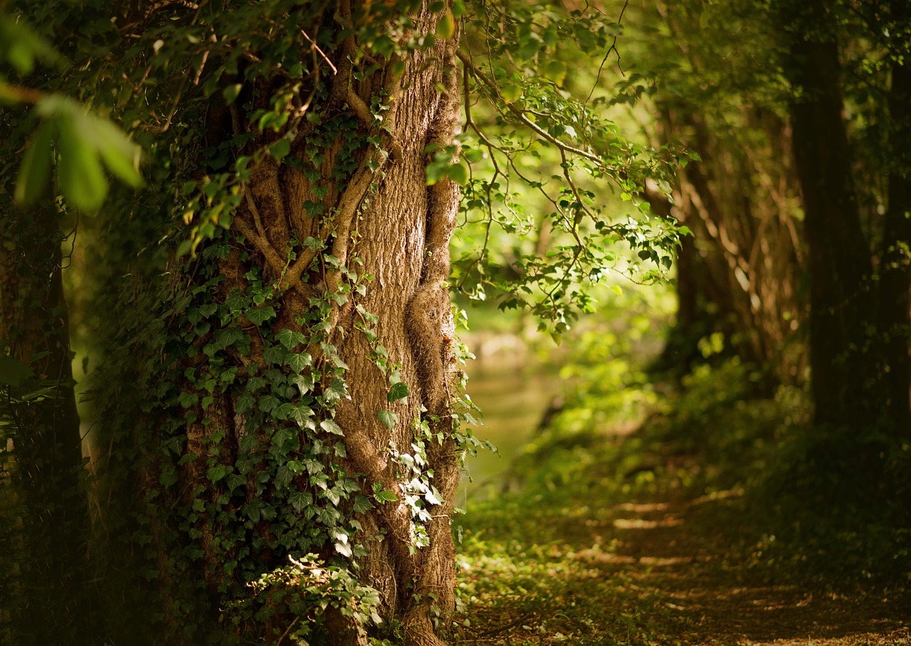 a couple of trees that are next to each other, shutterstock, environmental art, branches and ivy, river in the wood, great light and shadows”, depth of field”