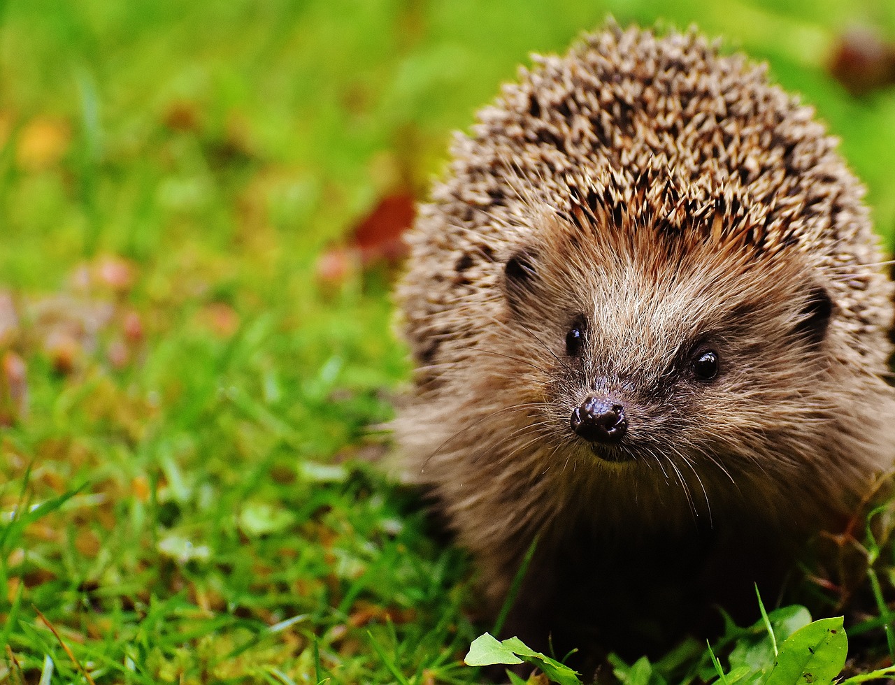 a small hedge sitting on top of a lush green field, a photo, by Marten Post, shutterstock, hedgehog, 3 woodland critters, fur with mud, fresh from the printer