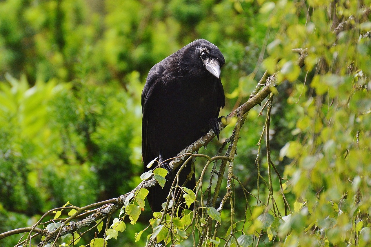 a black bird sitting on top of a tree branch, a portrait, pixabay, hurufiyya, crow in cyber armour, amongst foliage, back towards camera, img _ 9 7 5. raw