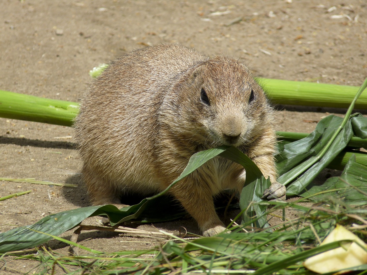 a close up of a small animal eating leaves, a photo, gopher, grain”, 2 0 1 0 photo, highly detailed photo