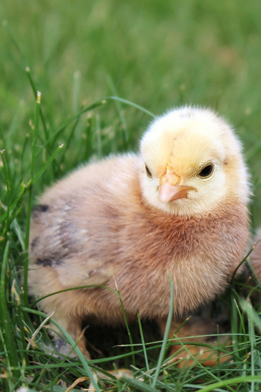 a small chicken sitting on top of a lush green field, clear cute face, laying down in the grass, flash photo, quack medicine