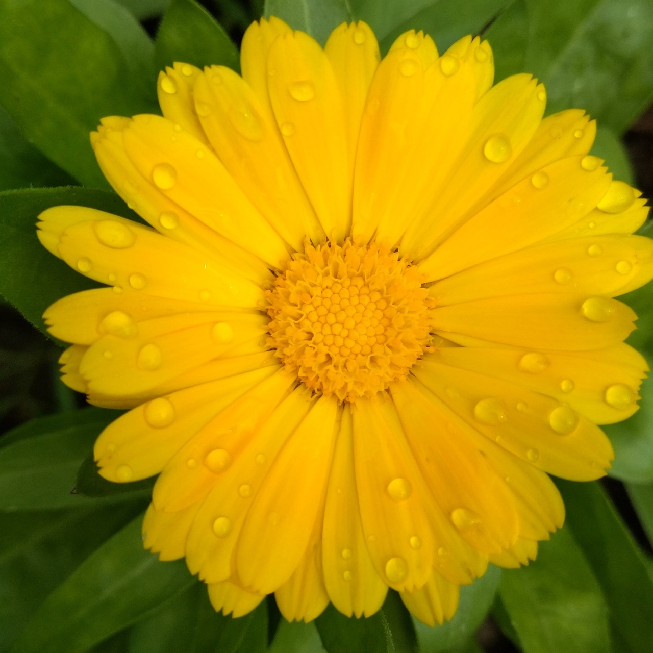 a yellow flower with water droplets on it, by Dietmar Damerau, marigold, slight overcast weather, front and center, very very realistic