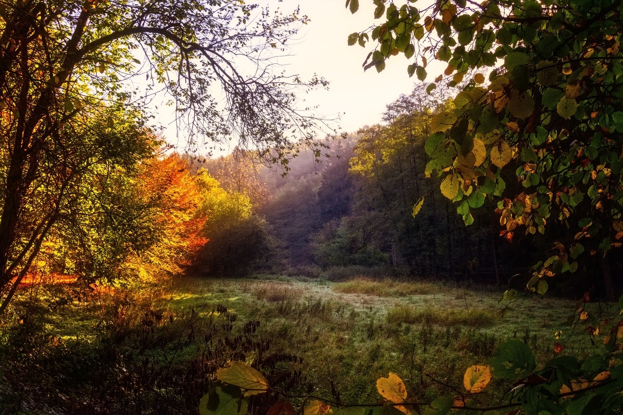 a forest filled with lots of trees and grass, a picture, inspired by Gerard Soest, flickr, color field, autumn sunrise warm light, in a valley, iphone picture, magical colors and atmosphere