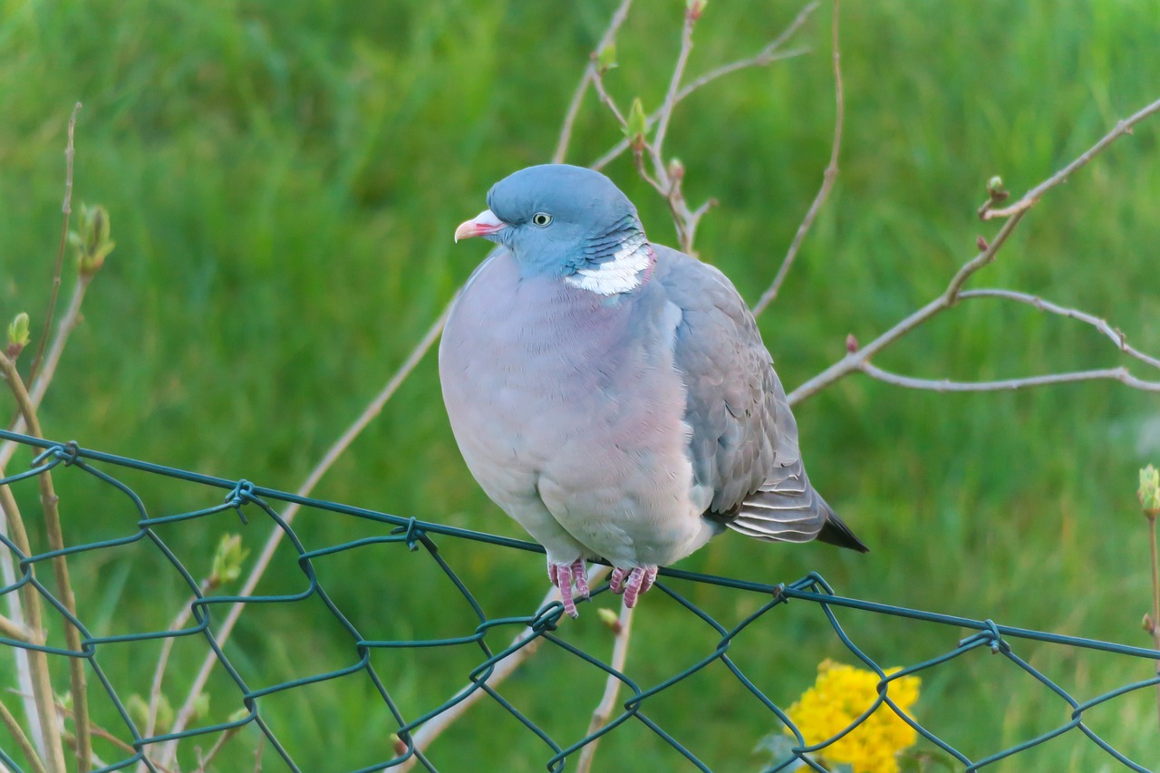 a pigeon sitting on top of a wire fence, a pastel, by Jan Rustem, shutterstock, springtime, stock photo