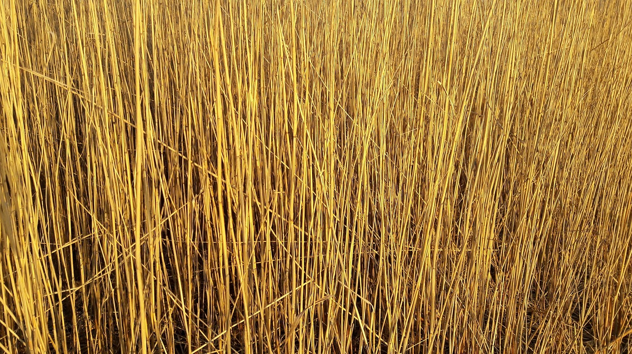 a red fire hydrant sitting in the middle of a field of tall grass, by Jan Jahn, flickr, land art, gold leaf texture, willow 1 9 8 5, detail texture, willows