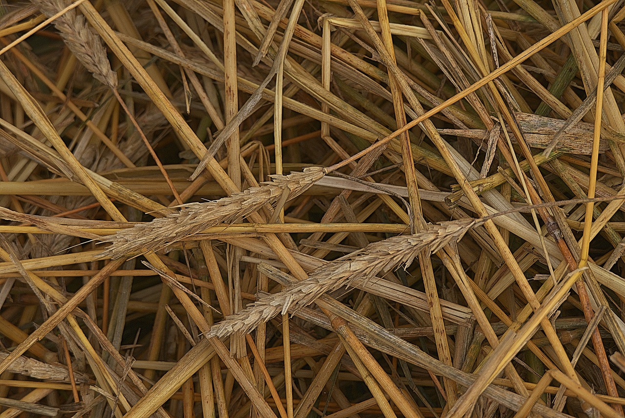 a bird sitting on top of a pile of dry grass, a macro photograph, by David Simpson, conceptual art, symmetrical complex fine detail, weave, malt, 3 4 5 3 1