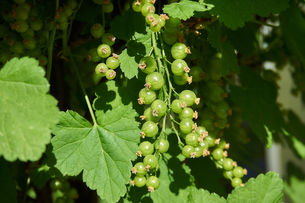 a bunch of green berries hanging from a tree, by Robert Brackman, pixabay, hurufiyya, wearing gilded ribes, summer light, berries inside structure, chicago