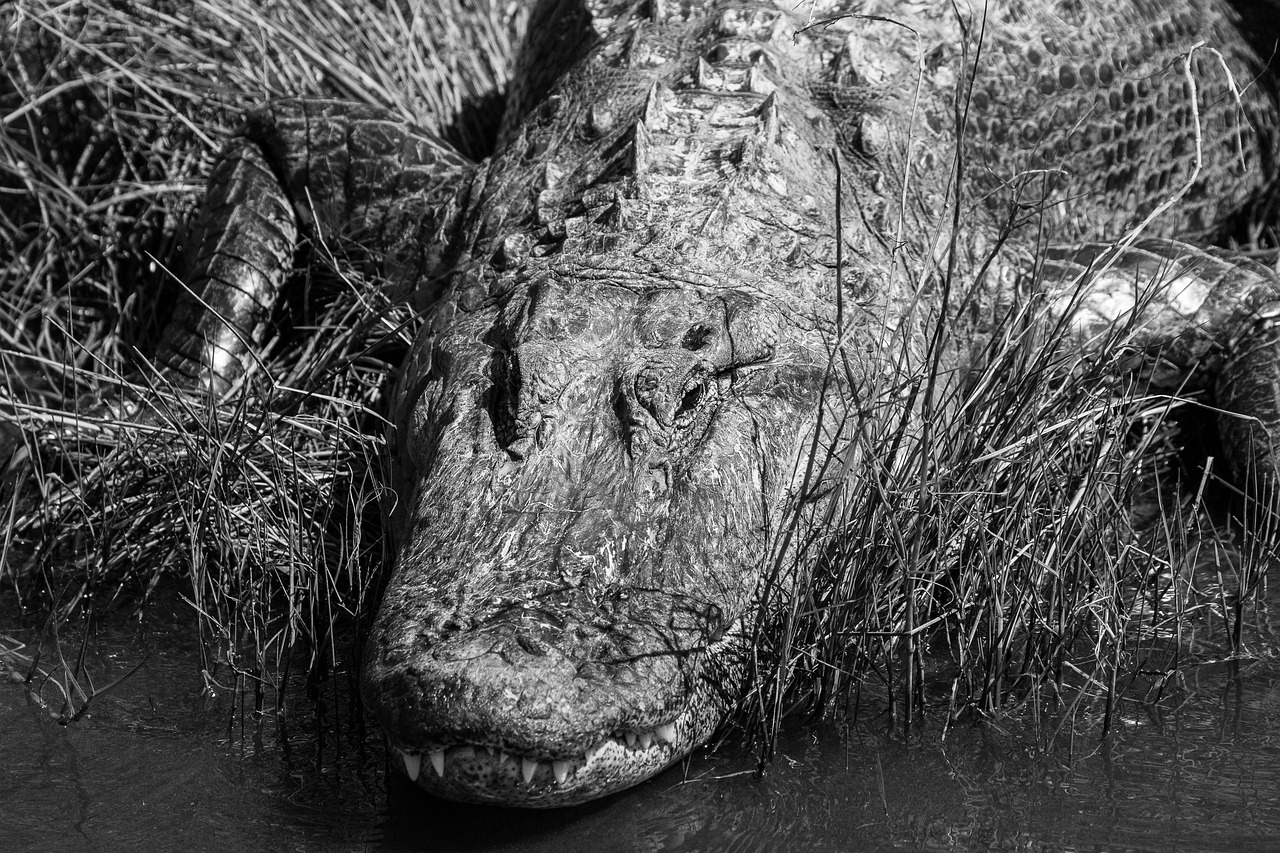 a black and white photo of an alligator in the water, by Albert Welti, closeup of the face, photographed on damaged film, shot on hasselblad, in a swamp