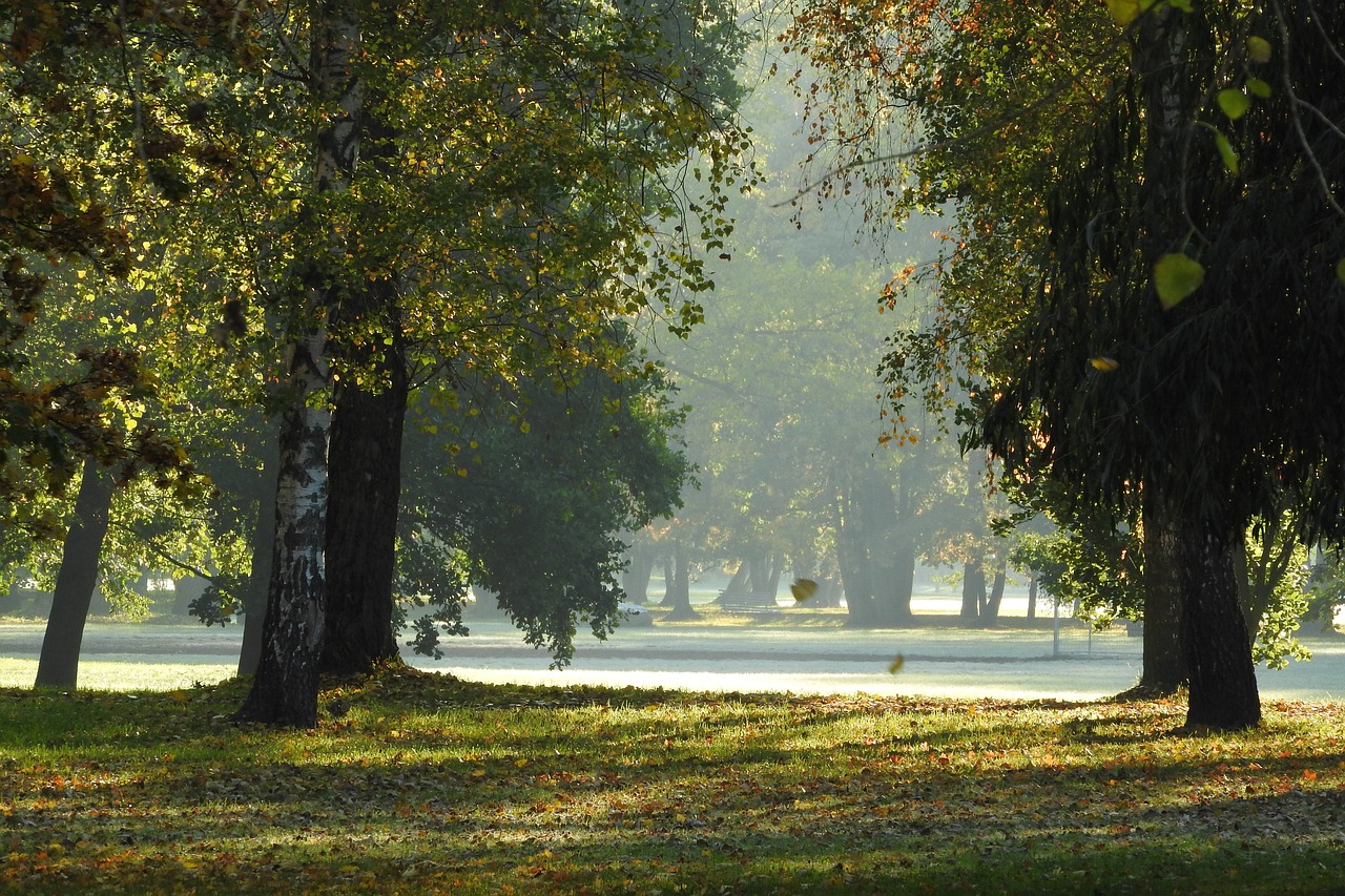 the sun is shining through the trees in the park, by Istvan Banyai, morning haze, 1 0 / 1 0, street life, 8k))